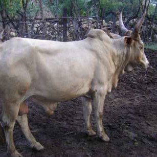 breed-images