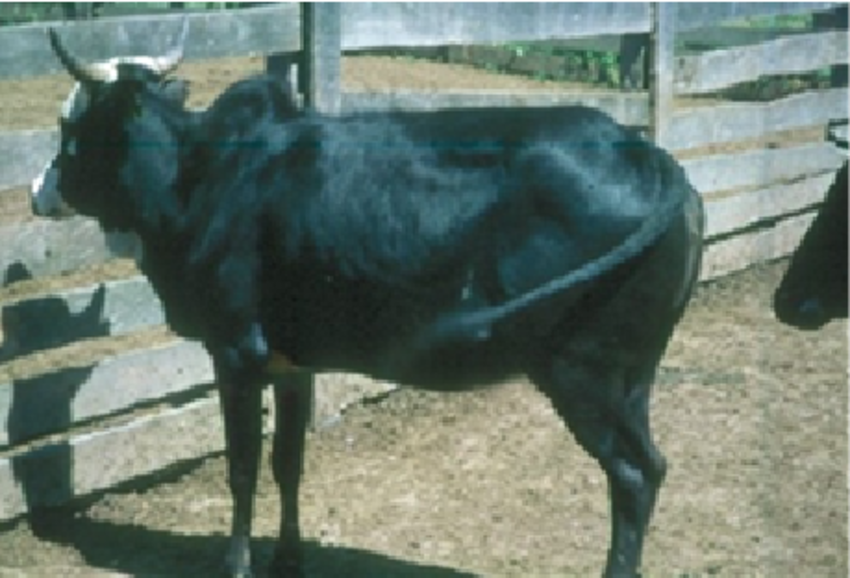 breed-images