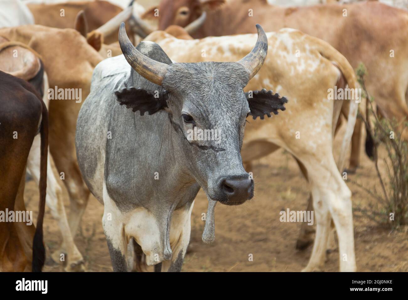 breed-images