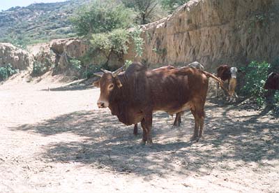 breed-images