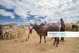 breed-images
