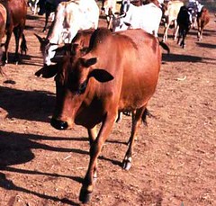 breed-images