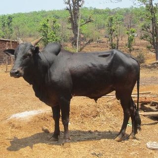 breed-images