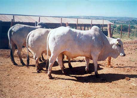 breed-images