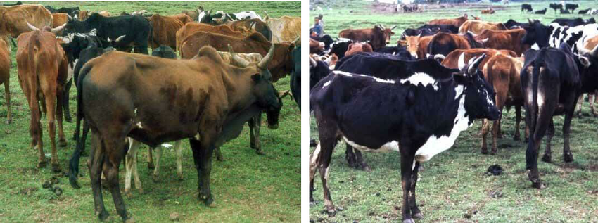 breed-images