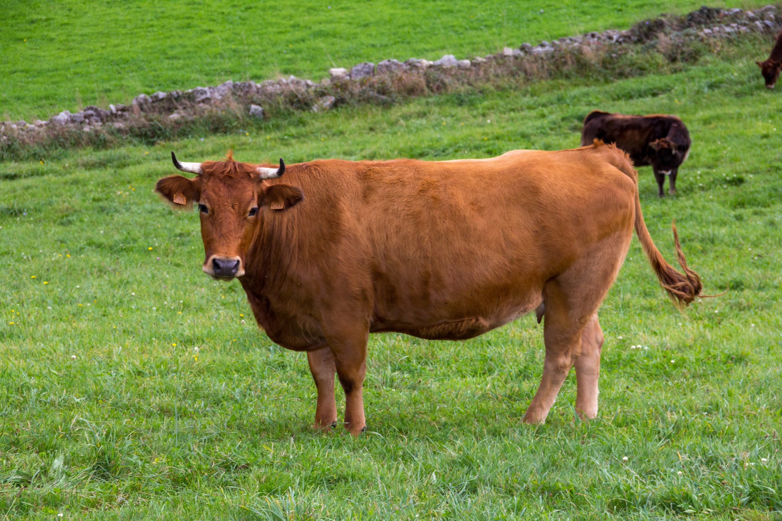breed-images