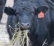 breed-images