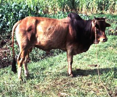 breed-images