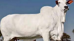 breed-images