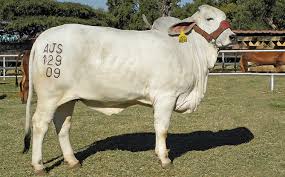 breed-images