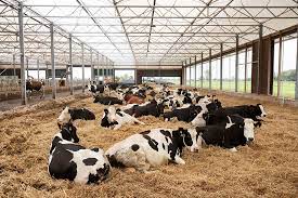 Jem-Jem Cattle