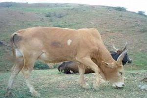 Abergelle cattle