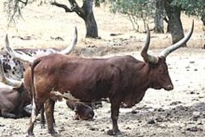 Abigar cattle