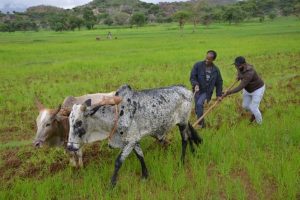 Adwa cattle