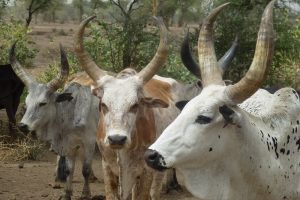 Afar cattle