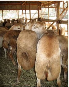 breed-images