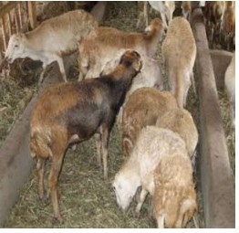 breed-images