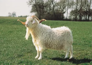 Angora-goat