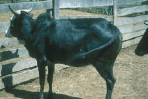 Arsi cattle