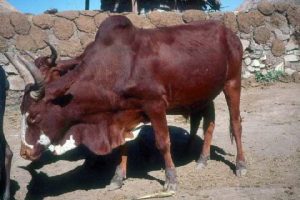 Arsi cattle