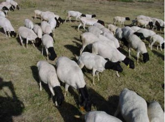 breed-images