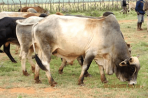 Borana cattle