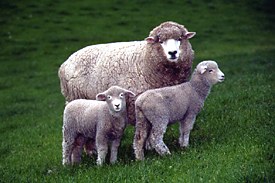 breed-images