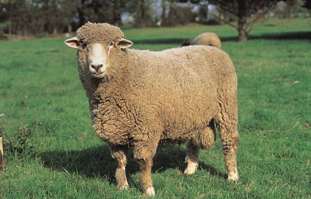breed-images