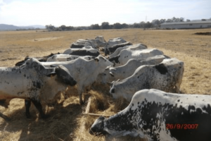 Fogera cattle