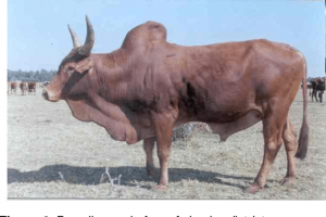 Gojam High Land Zebu cattle