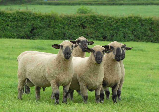 breed-images