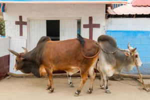 Harar cattle