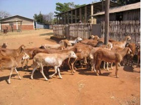 breed-images