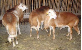 breed-images