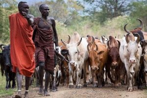 Mursi cattle