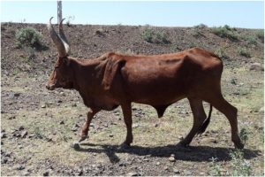 Raya cattle