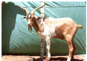 breed-images