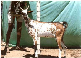 breed-images
