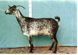 breed-images