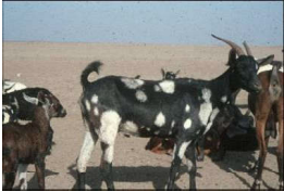 breed-images