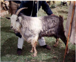 breed-images