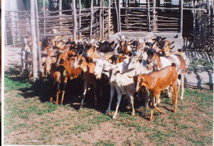 breed-images