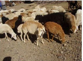breed-images