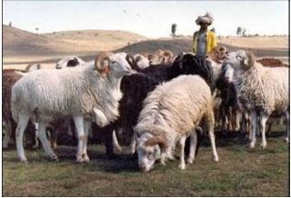 breed-images