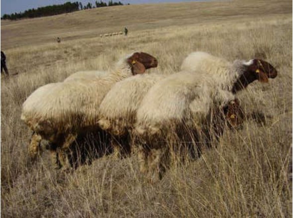 breed-images