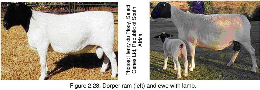 breed-images