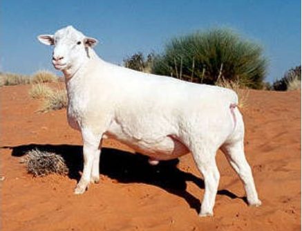 breed-images