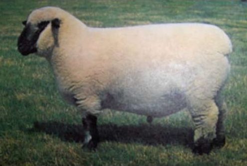breed-images