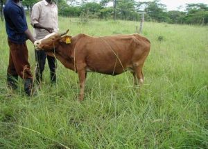 Sheko cattle