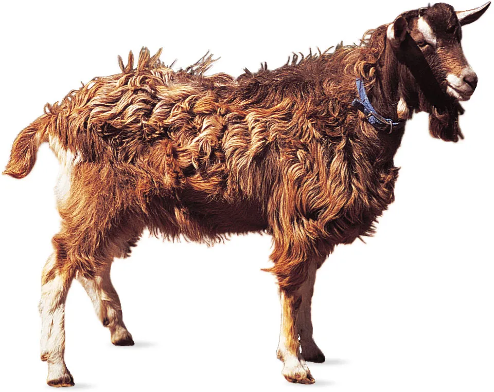 breed-images
